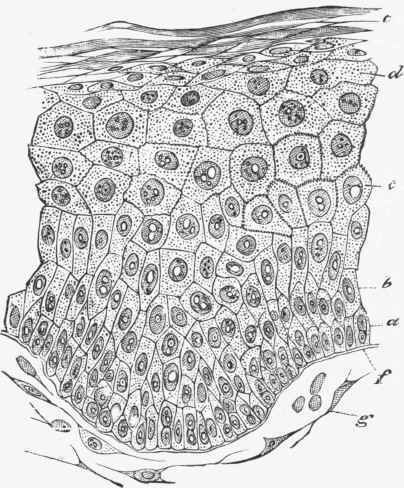 Section-of-the-epiderm-of-the-prepuce-showing-the-superimpos