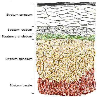 Skinlayers