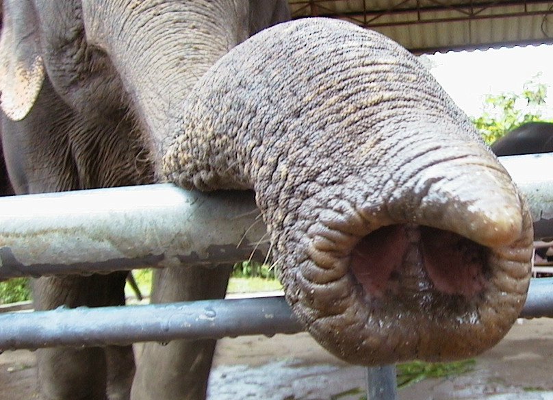 asian_elephant_trunk