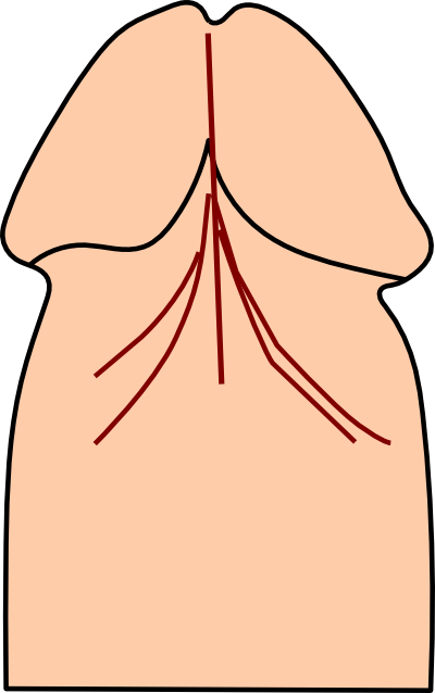 Diagram of frenulum of penis